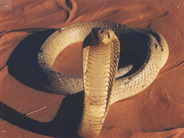 capecobra.jpg