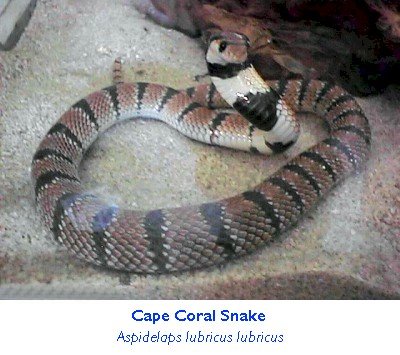 capeoralsnake.jpg